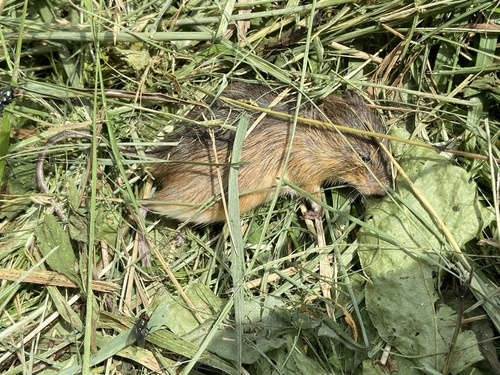 Meadow Jumping Mouse