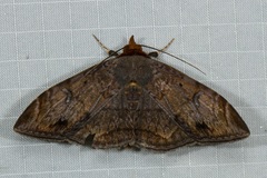 Mecodina lanceola