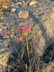 Zeltnera beyrichii