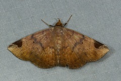 Mecodina