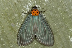 Neochera marmorea
