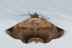 Psimada quadripennis