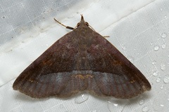 Mecodina