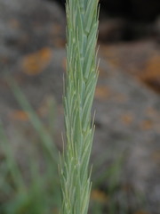Elymus athericus