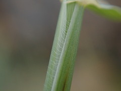 Elymus athericus