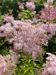 Filipendula rubra