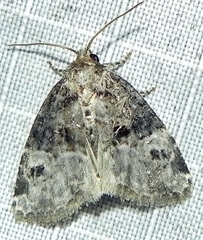 Neoligia crytora