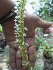 Beloglottis costaricensis