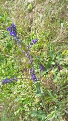 Salvia