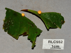 Clavicipitaceae