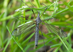 Tipula luna