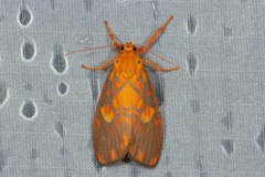 Ammatho roseororatus
