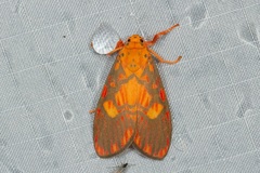 Ammatho roseororatus