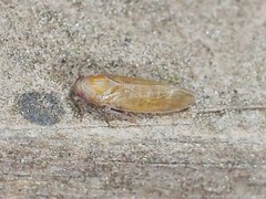 Pareuidella avicephaliforma