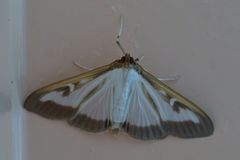 Cydalima perspectalis