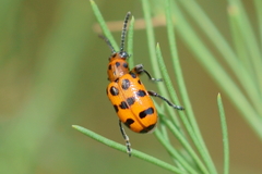 Crioceris quatuordecimpunctata