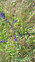 Salvia