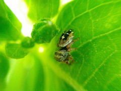 Phidippus