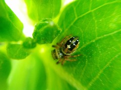 Phidippus