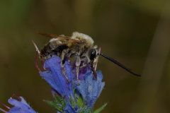 Eucera