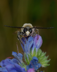 Eucera
