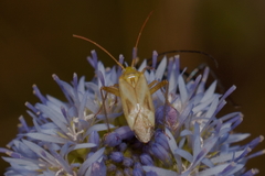 Adelphocoris lineolatus