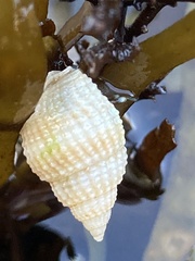 Nassarius fossatus