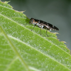 Agrilus obsoletoguttatus