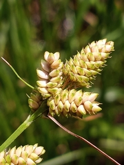 Carex complanata