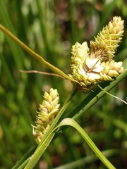 Carex complanata
