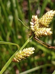 Carex complanata