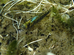 Cyprinodon desquamator