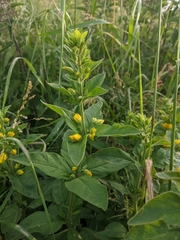 Lysimachia punctata