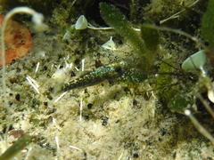 Cyprinodon desquamator