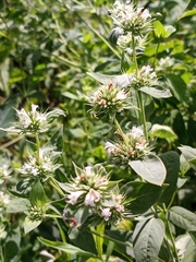 Pycnanthemum setosum