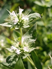 Pycnanthemum setosum