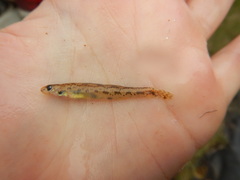 Etheostoma chlorosoma
