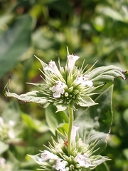 Pycnanthemum setosum