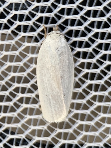 Antaeotricha albulella photo 5