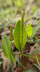 Malaxis streptopetala