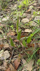 Malaxis streptopetala