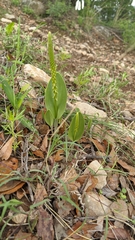 Malaxis streptopetala