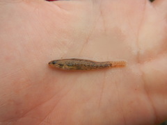Etheostoma proeliare
