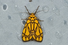 Cyme euprepioides