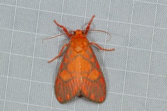 Ammatho roseororatus