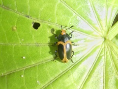 Iphiclus haematocephalus