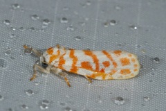 Nephelomilta effracta