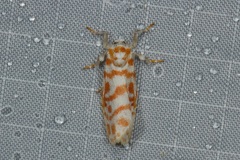 Nephelomilta effracta