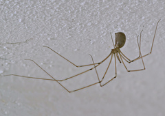 Pholcus phalangioides
