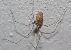 Pholcus phalangioides